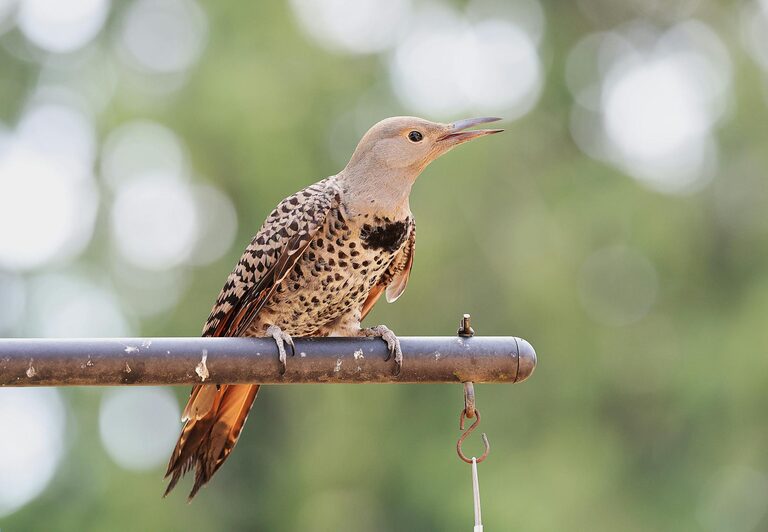 Beginner Tips for Backyard Birdwatching: Start Enjoying Nature at Home